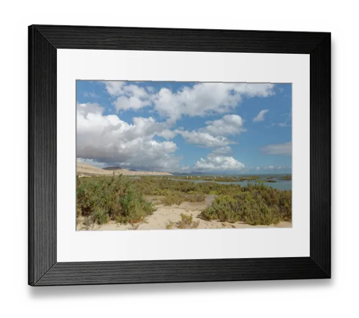 Framed Print : Sotavento lagoon with a distant group of Eurasian spoonbills (Platalea leucorodia) and Little egrets (Egretta garzetta) roosting on its vegetated margins, Fuerteventura Framed Print : Sotavento lagoon with a distant group of Eurasian spoonbills (Platalea leucorodia) and Little egrets (Egretta garzetta) roosting on its vegetated margins, Fuerteventura