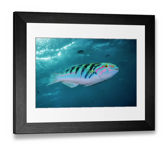 Framed Print : Sixbar wrasse (Thalassoma hardwicke) portrait, Guam, Micronesia, Pacific Ocean Framed Print : Sixbar wrasse (Thalassoma hardwicke) portrait, Guam, Micronesia, Pacific Ocean