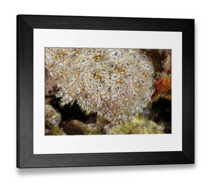Framed Print : Peacock sole (Pardachirus pavoninus) portrait, Komodo, Indonesia, Pacific Ocean Framed Print : Peacock sole (Pardachirus pavoninus) portrait, Komodo, Indonesia, Pacific Ocean