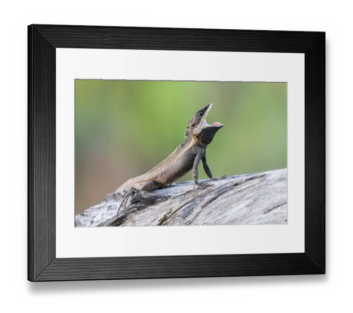 Framed Print : Swamplands lashtail (Tropicagama temporalis) male yawning, Darwin, Northern Territory, Australia Framed Print : Swamplands lashtail (Tropicagama temporalis) male yawning, Darwin, Northern Territory, Australia