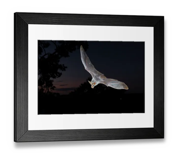 Framed Print : Ghost bat (Macroderma gigas) in flight along the edge of a high escarpment shortly before sunrise, Adelaide River Hills, Northern Territory, Australia Framed Print : Ghost bat (Macroderma gigas) in flight along the edge of a high escarpment shortly before sunrise, Adelaide River Hills, Northern Territory, Australia