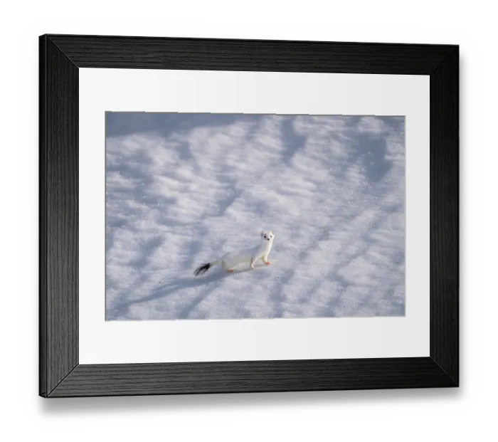 Framed Print : Stoat (Mustela erminea) in winter coat, walking over snow, Lofoten, Norway. April Framed Print : Stoat (Mustela erminea) in winter coat, walking over snow, Lofoten, Norway. April