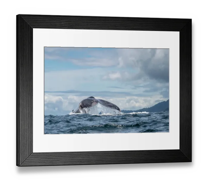 Framed Print : Humpback whale (Megaptera novaeangliae) tail fluke, Utria, Colombia, Pacific Ocean Framed Print : Humpback whale (Megaptera novaeangliae) tail fluke, Utria, Colombia, Pacific Ocean