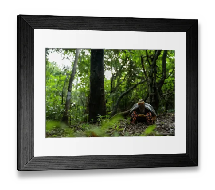 Framed Print : Red-footed tortoise (Chelonoidis carbonarius) in forest habitat, Tayrona National Park, Colombia Framed Print : Red-footed tortoise (Chelonoidis carbonarius) in forest habitat, Tayrona National Park, Colombia