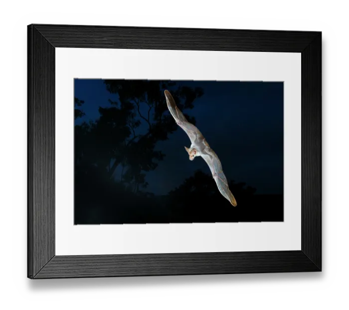 Framed Print : RF - Ghost bat (Macroderma gigas) in flight along the edge of a high escarpment shortly before sunrise, Adelaide River Hills, Northern Territory, Australia Framed Print : RF - Ghost bat (Macroderma gigas) in flight along the edge of a high escarpment shortly before sunrise, Adelaide River Hills, Northern Territory, Australia