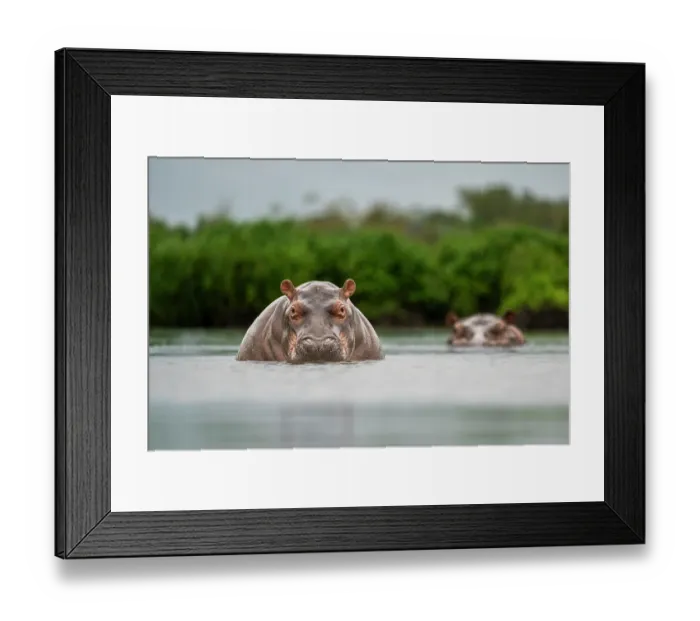 Framed Print : Two Hippopotamus (Hippopotamus amphibius) submerged in river, Akaka, Loango National Park, Gabon Framed Print : Two Hippopotamus (Hippopotamus amphibius) submerged in river, Akaka, Loango National Park, Gabon