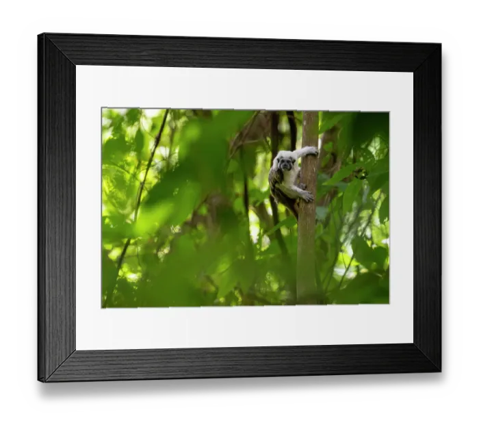 Framed Print : Cotton-top tamarin (Saguinus oedipus) climbing up tree, Tayrona National Park, Colombia