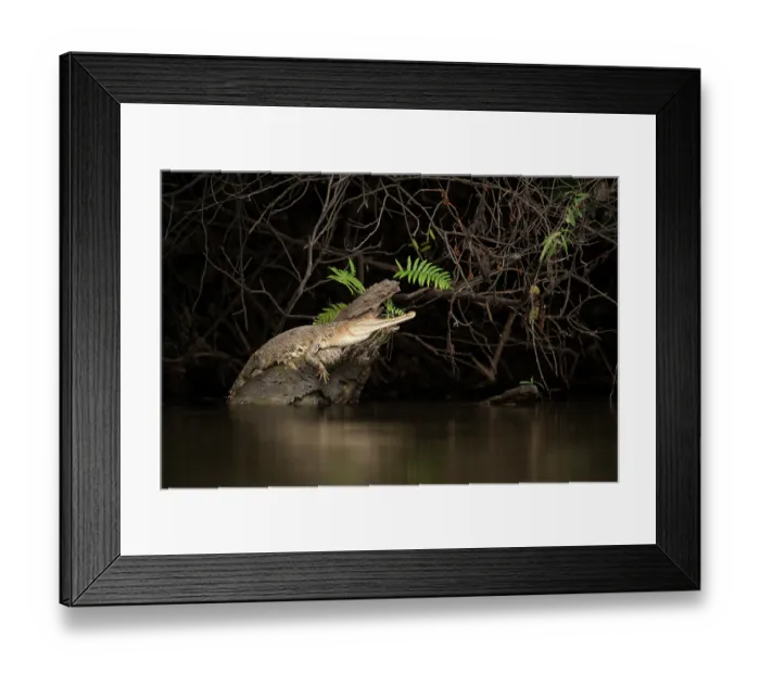 Framed Print : West African slender-snouted crocodile (Mecistops cataphractus) resting on a branch in water, Loango National Park, Gabon Framed Print : West African slender-snouted crocodile (Mecistops cataphractus) resting on a branch in water, Loango National Park, Gabon