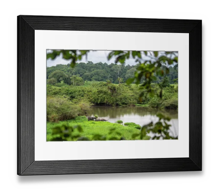Framed Print : African forest elephant (Loxodonta cyclotis) family starting to cross a river, Akaka, Loango National Park, Gabon. Critically endangered Framed Print : African forest elephant (Loxodonta cyclotis) family starting to cross a river, Akaka, Loango National Park, Gabon. Critically endangered