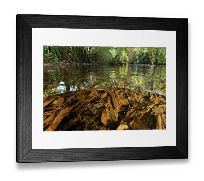 Framed Print : Split level view of Macleay's water snake (Pseudoferania polylepis) on bed of a shallow creek off Adelaide River, Northern Territory, Australia Framed Print : Split level view of Macleay's water snake (Pseudoferania polylepis) on bed of a shallow creek off Adelaide River, Northern Territory, Australia