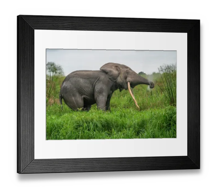Framed Print : African forest elephant (Loxodonta cyclotis) sneezing, Loango National Park, Gabon. Critically endangered Framed Print : African forest elephant (Loxodonta cyclotis) sneezing, Loango National Park, Gabon. Critically endangered