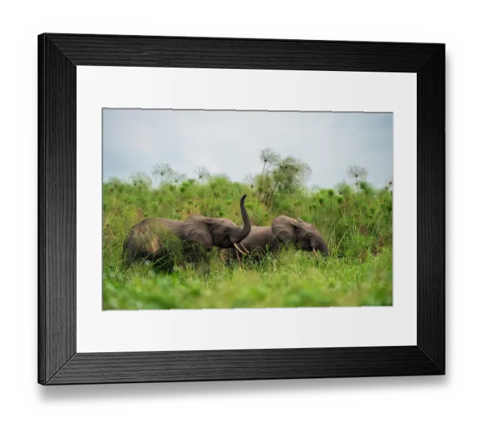 Framed Print : Two African forest elephants (Loxodonta cyclotis) among Paper reeds (Cyperus papyrus), Loango National Park, Gabon. Critically endangered