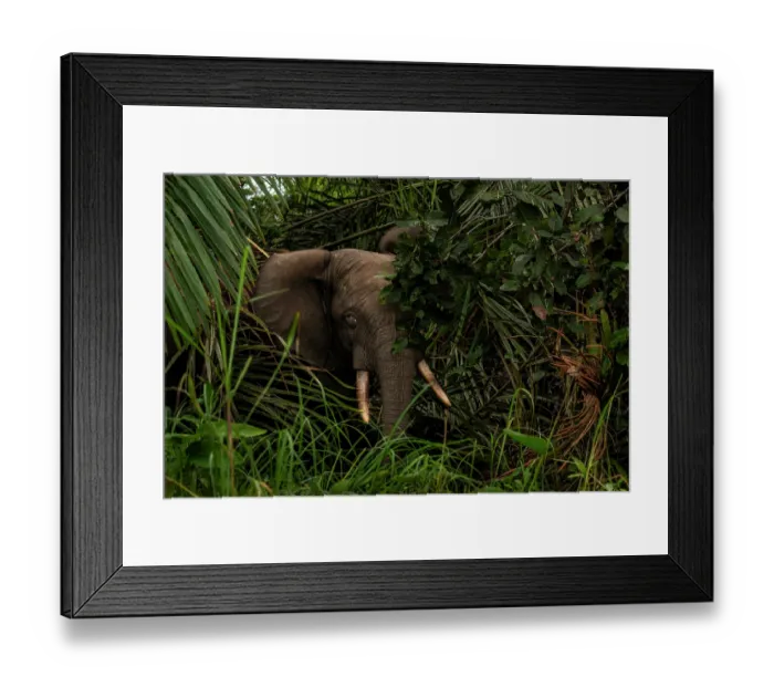 Framed Print : African forest elephant (Loxodonta cyclotis) peering through foliage, portrait, Loango National Park, Gabon. Critically endangered Framed Print : African forest elephant (Loxodonta cyclotis) peering through foliage, portrait, Loango National Park, Gabon. Critically endangered