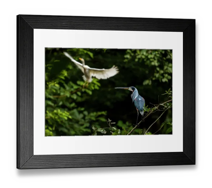 Framed Print : Agami heron (Agamia agami) perched on branch, with Great white heron (Ardea alba) flying behind, Los Llanos, Colombia Framed Print : Agami heron (Agamia agami) perched on branch, with Great white heron (Ardea alba) flying behind, Los Llanos, Colombia
