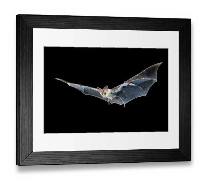 Framed Print : Ghost bat (Macroderma gigas) in flight at night, Adelaide River Hills, Northern Territory, Australia Framed Print : Ghost bat (Macroderma gigas) in flight at night, Adelaide River Hills, Northern Territory, Australia