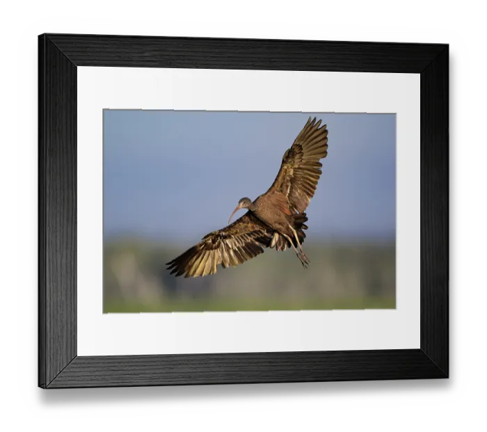 Framed Print : Glossy ibis (Plegadis falcinellus) in flight, Corroboree Billabong, Northern Territory, Australia Framed Print : Glossy ibis (Plegadis falcinellus) in flight, Corroboree Billabong, Northern Territory, Australia