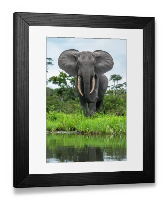 Framed Print : African forest elephant (Loxodonta cyclotis) portrait, Loango National Park, Gabon. Critically endangered Framed Print : African forest elephant (Loxodonta cyclotis) portrait, Loango National Park, Gabon. Critically endangered