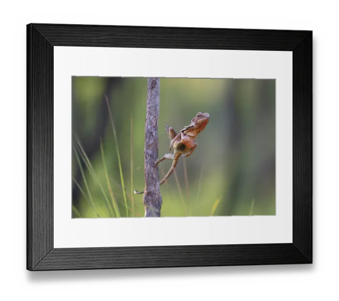 Framed Print : Frill-necked dragon (Chlamydosaurus kingii) leaping from a perch to capture invertebrate prey, Adelaide River Hills, Northern Territory, Australia Framed Print : Frill-necked dragon (Chlamydosaurus kingii) leaping from a perch to capture invertebrate prey, Adelaide River Hills, Northern Territory, Australia