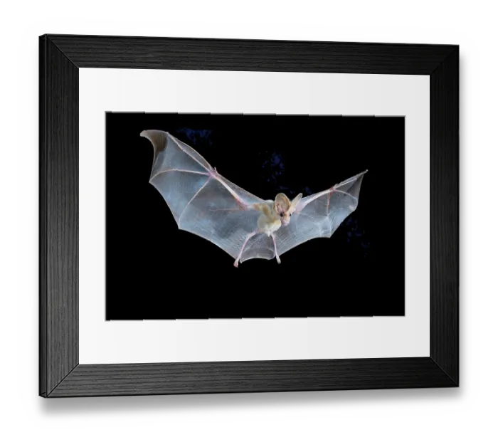 Framed Print : Ghost bat (Macroderma gigas) male in flight at night, Adelaide River Hills, Northern Territory, Australia