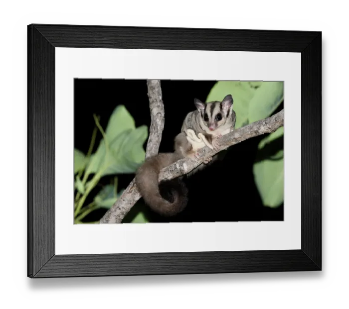 Framed Print : Savanna glider (Petaurus ariel) resting on tree branch at night, Adelaide River Hills, Northern Territory, Australia Framed Print : Savanna glider (Petaurus ariel) resting on tree branch at night, Adelaide River Hills, Northern Territory, Australia
