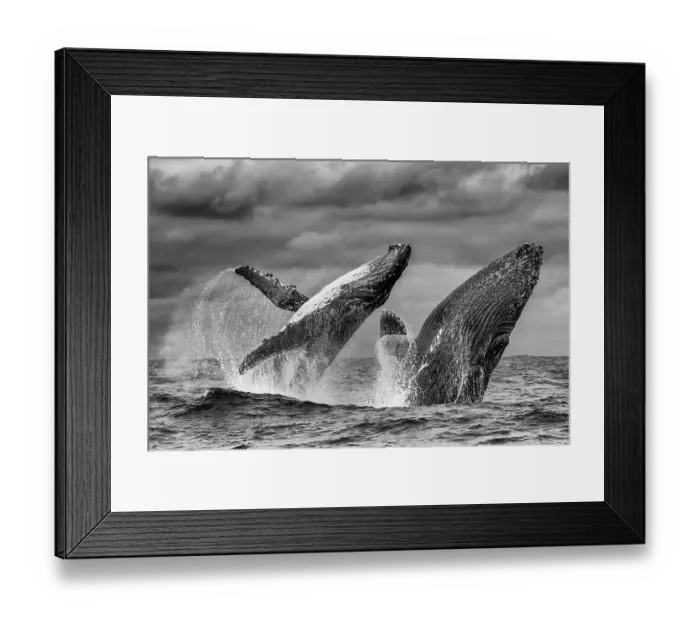 Framed Print : Two Humpback whale (Megaptera novaeangliae) males breaching simultaneously, Isla de la Plata, Puerto Lopez, Santa Elena Peninsula, Ecuador, Pacific Ocean Framed Print : Two Humpback whale (Megaptera novaeangliae) males breaching simultaneously, Isla de la Plata, Puerto Lopez, Santa Elena Peninsula, Ecuador, Pacific Ocean