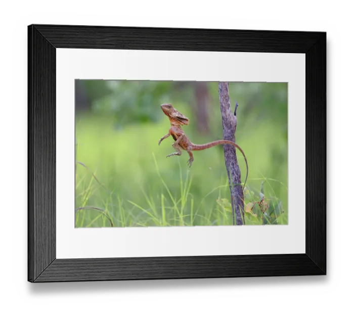 Framed Print : Frill-necked dragon (Chlamydosaurus kingii) leaping from a perch to capture invertebrate prey, Adelaide River Hills, Northern Territory, Australia Framed Print : Frill-necked dragon (Chlamydosaurus kingii) leaping from a perch to capture invertebrate prey, Adelaide River Hills, Northern Territory, Australia