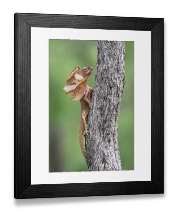 Framed Print : RF - Frill-necked dragon (Chlamydosaurus kingii) male performing a territorial display resting on Darwin box (Eucalyptus tectifica) trunk, Adelaide River Hills Framed Print : RF - Frill-necked dragon (Chlamydosaurus kingii) male performing a territorial display resting on Darwin box (Eucalyptus tectifica) trunk, Adelaide River Hills