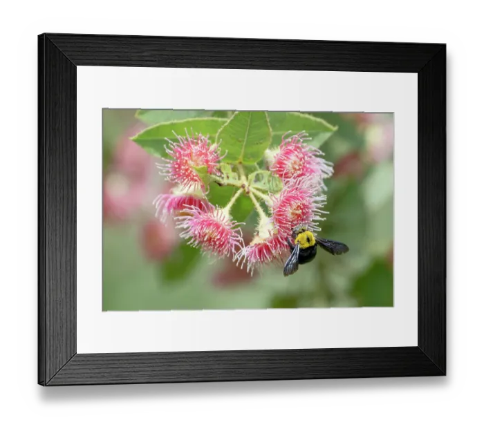 Framed Print : Great carpenter bee (Xylocopa sp.) feeding on a flowering Dunlop's bloodwood (Corymbia dunlopiana), Adelaide River Hills, Northern Territory, Australia Framed Print : Great carpenter bee (Xylocopa sp.) feeding on a flowering Dunlop's bloodwood (Corymbia dunlopiana), Adelaide River Hills, Northern Territory, Australia