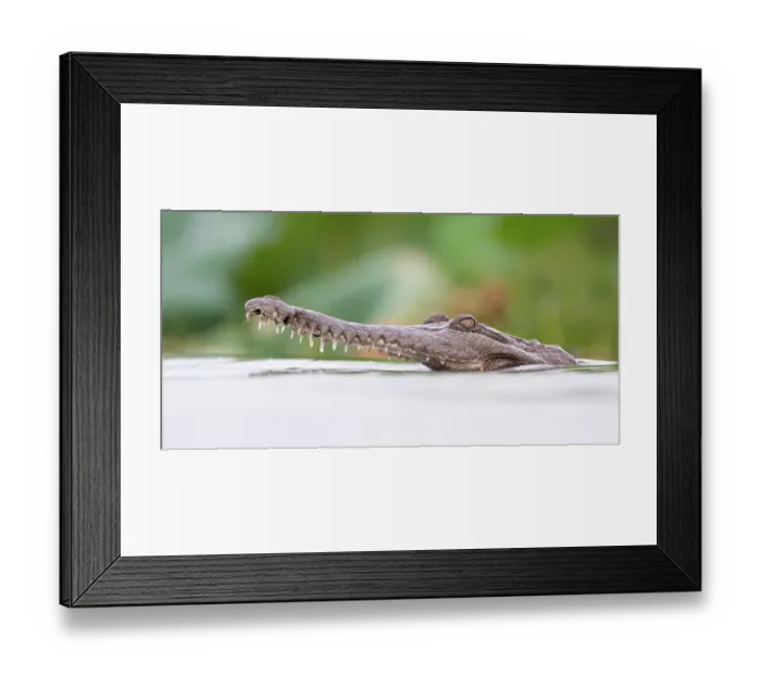 Framed Print : RF - Freshwater crocodile (Crocodylus johnstoni) in water hunting fish, Fogg Dam Conservation Reserve, Northern Territory, Australia Framed Print : RF - Freshwater crocodile (Crocodylus johnstoni) in water hunting fish, Fogg Dam Conservation Reserve, Northern Territory, Australia