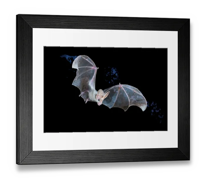 Framed Print : RF - Ghost bat (Macroderma gigas) male in flight at night, Adelaide River Hills, Northern Territory, Australia Framed Print : RF - Ghost bat (Macroderma gigas) male in flight at night, Adelaide River Hills, Northern Territory, Australia