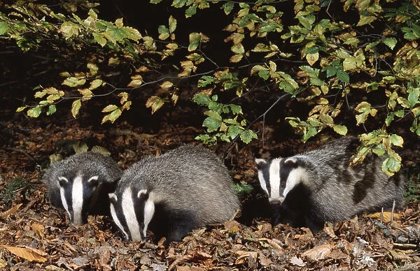 Three 10 month old Badgers {Meles meles} browsing in leaf litter at night, Derbyshire, UK