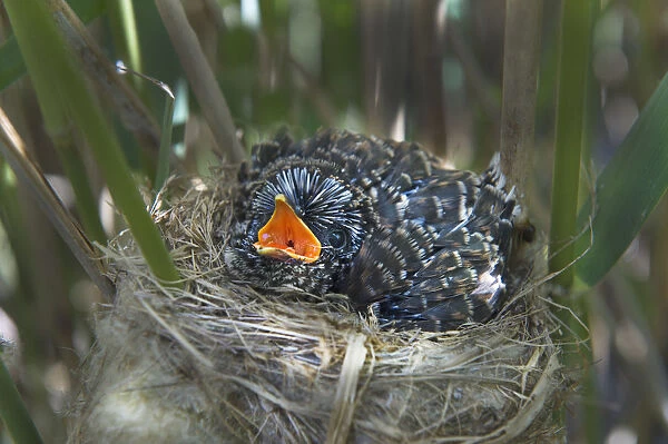 12 day chick of European cuckoo (Cuculus canorus) in Reed warblers (Acrocephalus