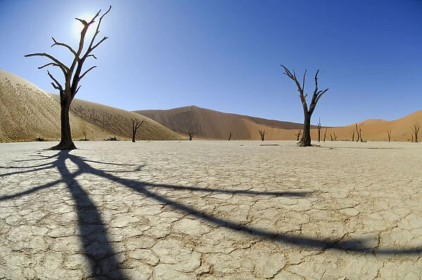 5000 year old tree stumps in Deadvlei dried up salt pan, with red Sossusvlei sand
