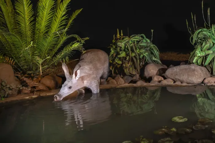 Framed Print : Aardvark (Orycteropus afer) drinking at night, Zimanga private game reserve, KwaZulu-Natal Framed Print : Aardvark (Orycteropus afer) drinking at night, Zimanga private game reserve, KwaZulu-Natal