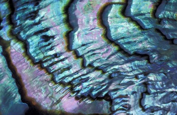 Abalone (Mother of Pearl), Haliotidae family. Close up of shell