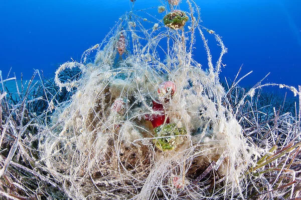 Abandonded fishing gear in seagrass meadow, with red sea squirt (Halocynthia papillosa)