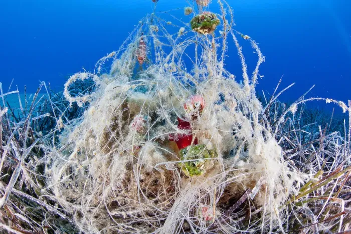 Framed Print : Abandonded fishing gear in seagrass meadow, with red sea squirt (Halocynthia papillosa)