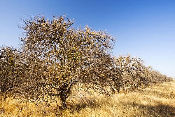 Abandoned dead and dying Orange trees that no longer have water to irrigate them near Bakersfield