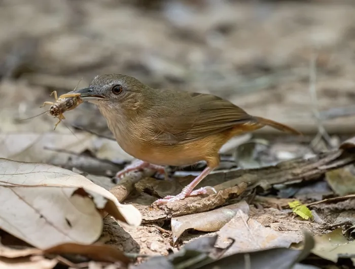 Framed Print : Abbott's babbler (Malacocincla abbotti) foraging for insects on forest floor, Cat Tien National Park, Vietnam Framed Print : Abbott's babbler (Malacocincla abbotti) foraging for insects on forest floor, Cat Tien National Park, Vietnam