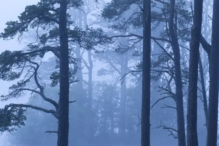 Framed Print : Abernethy Forest NNR in dawn mist. Cairngorms National Park, Scotland, UK, June 2011 Framed Print : Abernethy Forest NNR in dawn mist. Cairngorms National Park, Scotland, UK, June 2011