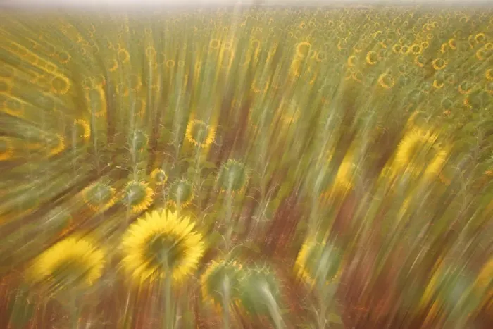 Framed Print : Abstract arty-shot of Sunflowers {Helianthus} in meadow, Spain Framed Print : Abstract arty-shot of Sunflowers {Helianthus} in meadow, Spain