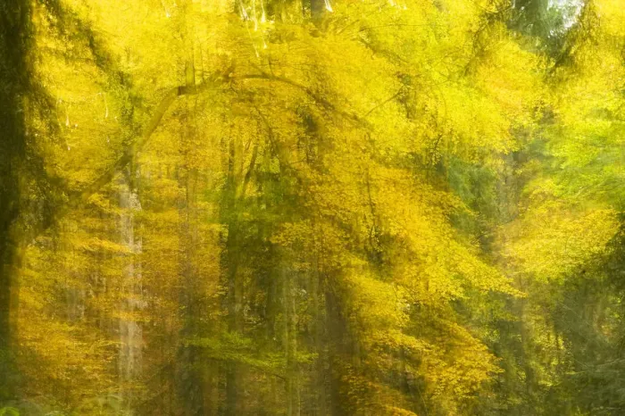 Framed Print : Abstract Autumn in Corkova Uvala, virgin mixed forest of Silver fir (Abies alba) European beech Framed Print : Abstract Autumn in Corkova Uvala, virgin mixed forest of Silver fir (Abies alba) European beech