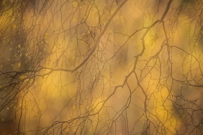 Framed Print : Abstract of autumnal Silver birch (Betula pendula), Cairngorms National Park, Scotland