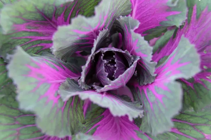 Framed Print : Abstract detail of a cabbage, Kandawgyi Gardens, Pyin Oo Lwin, Myanma, December Framed Print : Abstract detail of a cabbage, Kandawgyi Gardens, Pyin Oo Lwin, Myanma, December