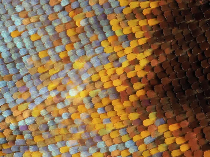 Framed Print : Abstract close-up of butterfly wing scales Framed Print : Abstract close-up of butterfly wing scales
