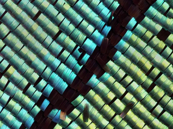 Framed Print : Abstract close-up of butterfly wing scales Framed Print : Abstract close-up of butterfly wing scales