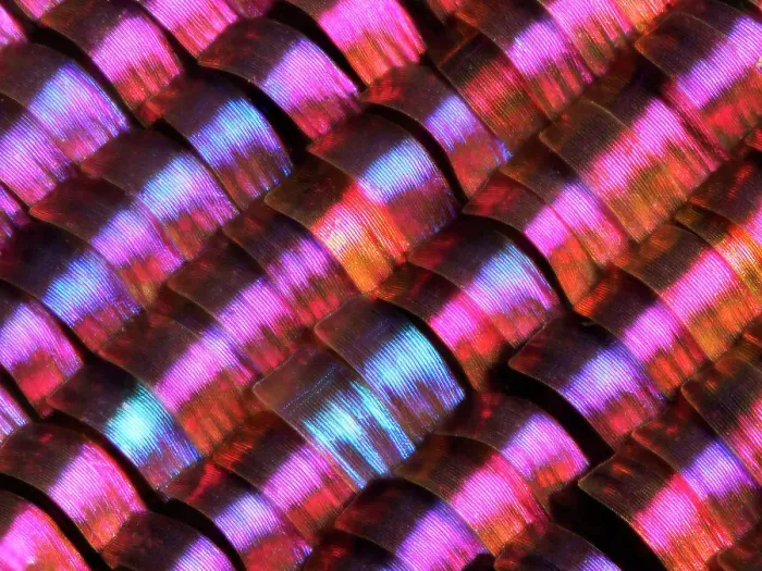 Framed Print : Abstract close-up of butterfly wing scales Framed Print : Abstract close-up of butterfly wing scales