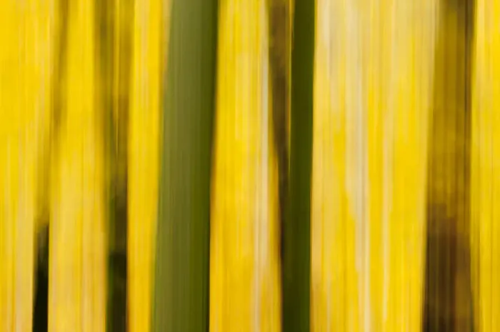 Framed Print : Abstract details of autumnal colour and trees Framed Print : Abstract details of autumnal colour and trees