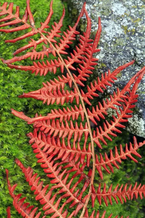Framed Print : Abstract of fern lying on moss and stone, San Martin de Trevejo, Las Hurdes, Caceres Framed Print : Abstract of fern lying on moss and stone, San Martin de Trevejo, Las Hurdes, Caceres