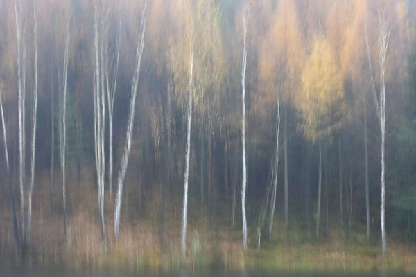 Abstract of forest in autumn, Krasna Lipa, Ceske Svycarsko  /  Bohemian Switzerland National Park